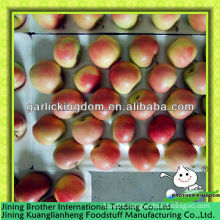 China wholesales red gala apple